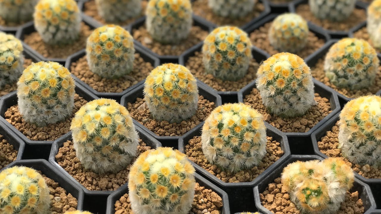 ใครอยากมี Mammillaria carmenae “buddha” สวยๆเยอะๆต้องทำตามวิธีนี้!!  | PB CACTUS Channel