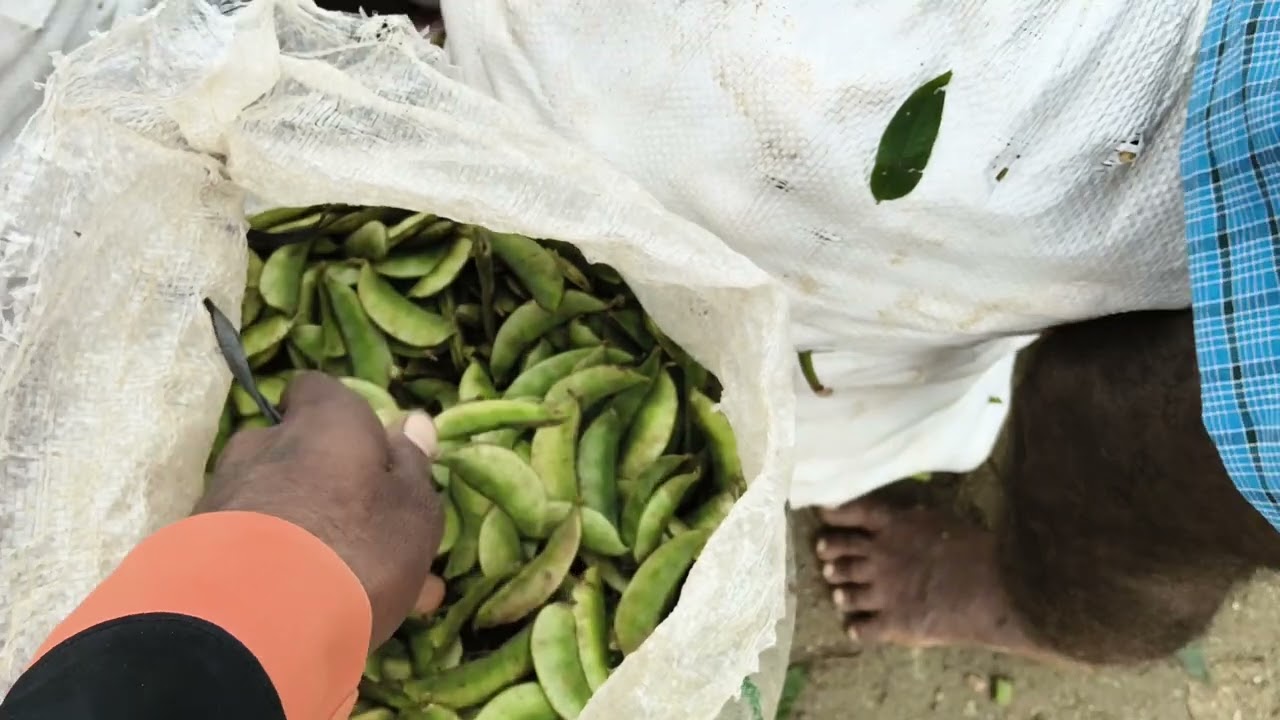 ridge gourd price today kg 40 rupees in palamaner/ #vegitablemarket #palamaner 