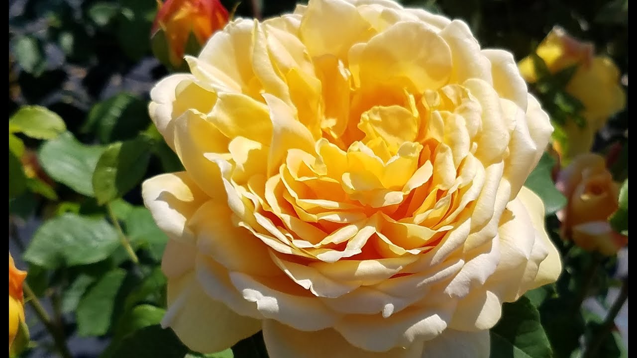 Best Roses - David Austin® Golden Celebration®🧡 English Rose//Stunning Large Golden Flowers!