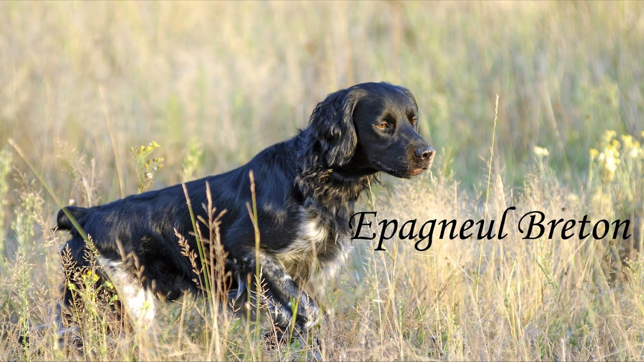 EPAGNEUL BRETON TOP 5 CO MUSISZ WIEDZIEĆ