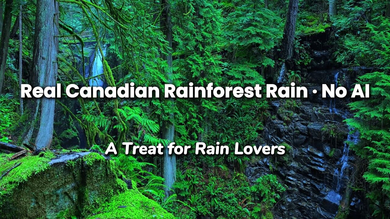 Authentic Rainforest Rain Sounds · 6H Sleep Ambience · Real Nature from Canada