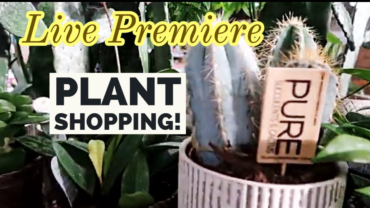 Магазин Plainview Pure Cacti and Succulents + Walmart уже распродает новые поступления растений.