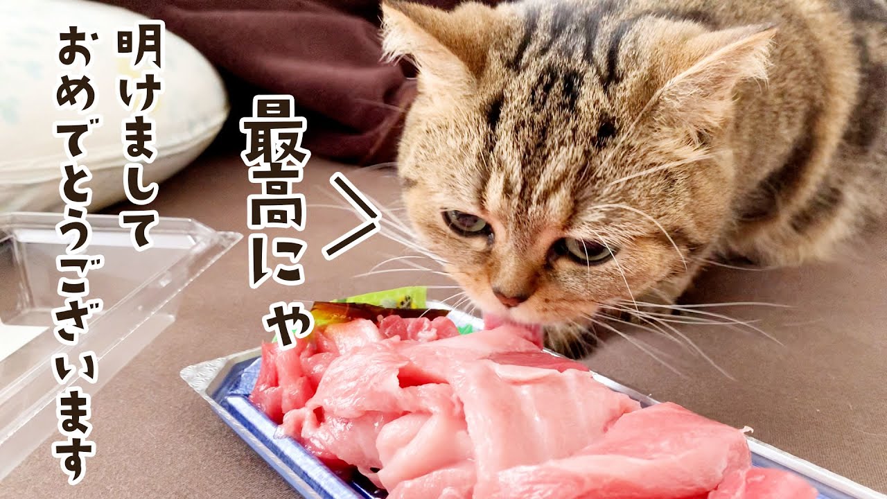 高級まぐろに理性崩壊！？クンクンからのペロッが止まらない猫がこちら笑 #791【生後2年と193日目 スコティッシュフォールド】
