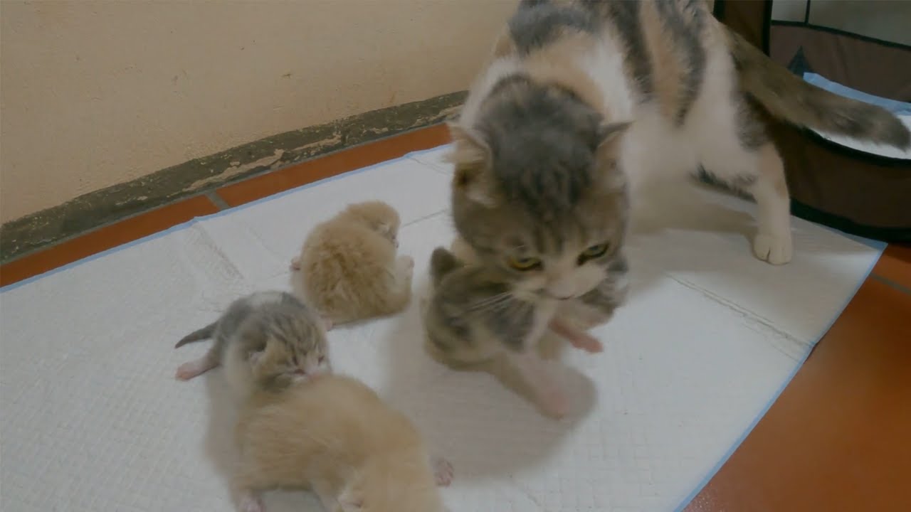 The mother cat brought her kittens into the cage after I changed them to a new, cleaner carpet.