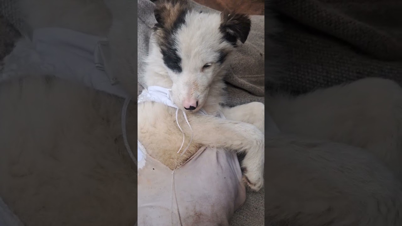 FEVRALUSHKA   Dog Help Please  KZ 15722C000017627406  K number4400 4303 9760 0567  Muhametova Elmira