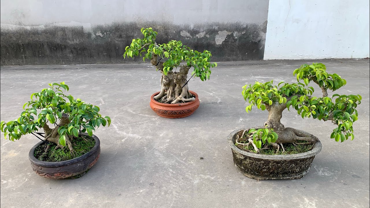 Tam đa dáng làng. Giao lưu sanh 20/1_0825780998