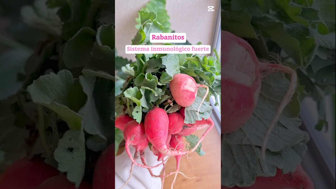 Rabanitos para ensaladas y encurtidos 😋💖🥗 