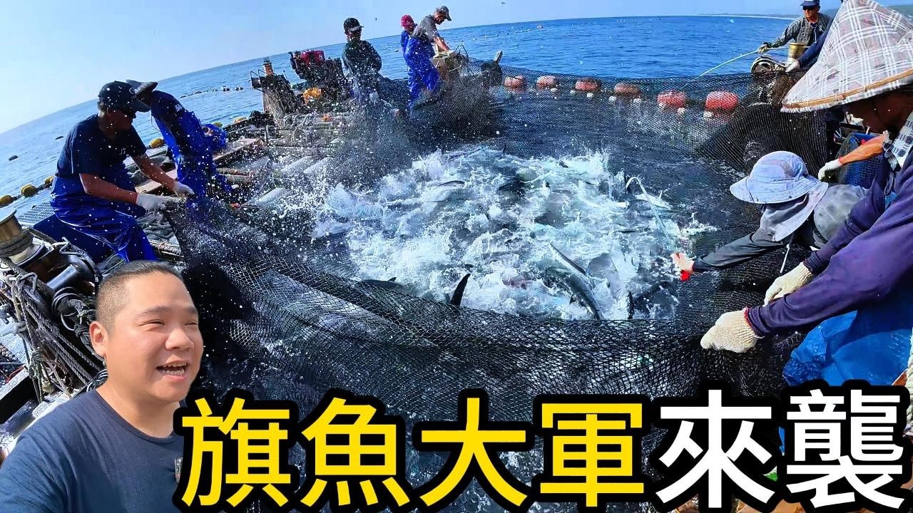 旗魚大軍強勢來襲，海上戰士活捉旗魚丨台東三和定置魚場