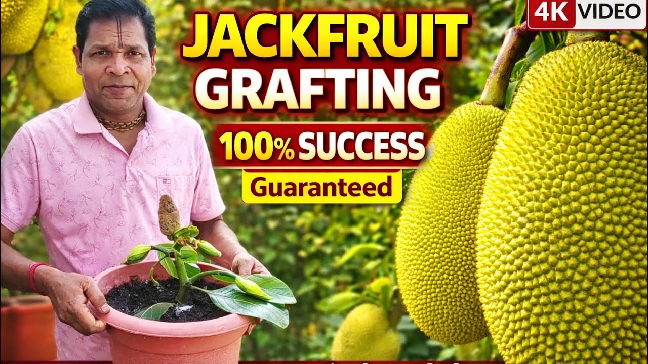 Jackfruit Grafting Method | 100% Success Guaranteed 🌱 Big Size Jackfruit Farming | Kathal Grafting