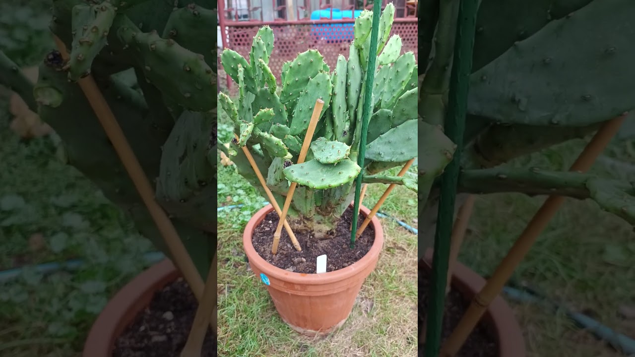Opuntia vulgaris #music #fantasy #folk #kaktusy #valhalla #cactus #sukulenty #nature #opuntia