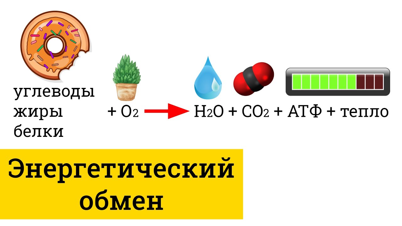 Энергетический обмен, гликолиз