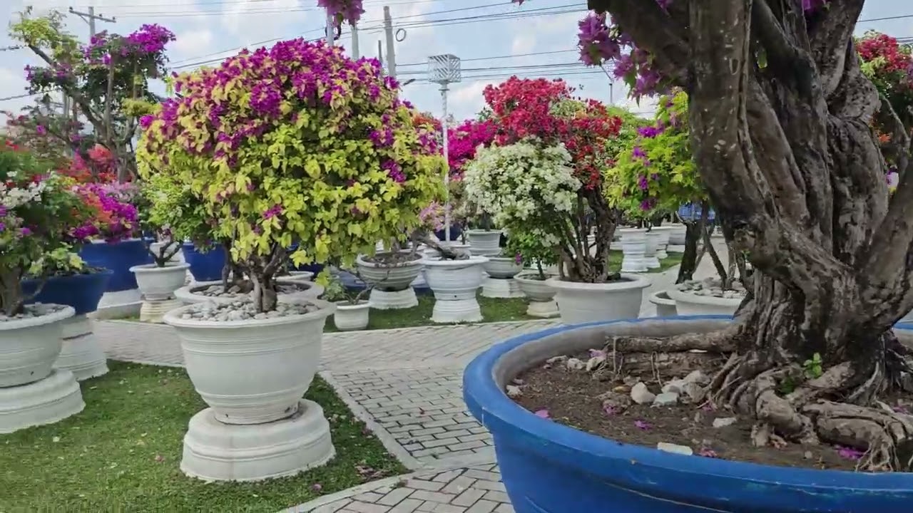 The Beautiful Meraki Garden with lots of bougainvillea flowers! Amazing.