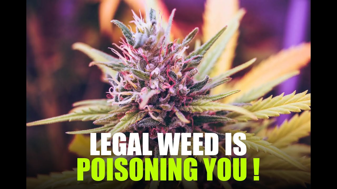 Your Legal Weed is FULL of Poison