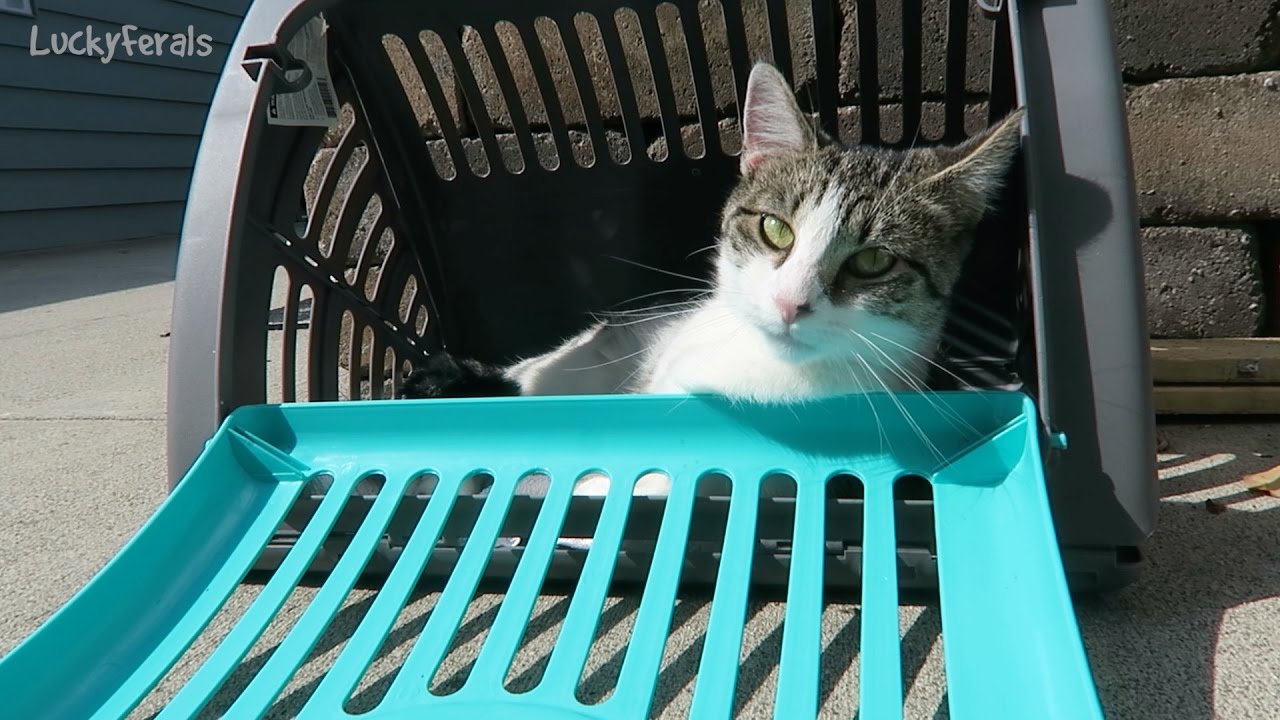 SportPet Designs Pet Carrier Collapsible Cat Carrier Travel Master Product Review
