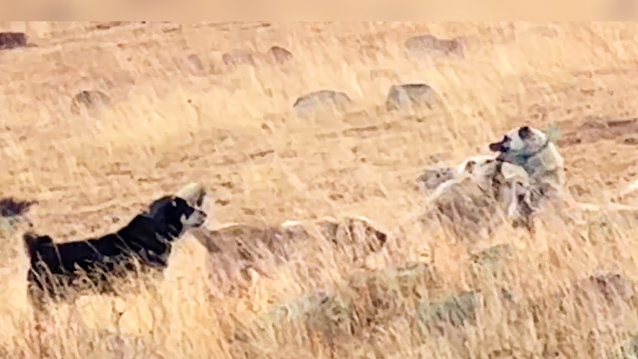 POZGEVR İLE BOZO DİĞER SÜRÜ KÖPEKLERİNE SERT ÇIKTILAR