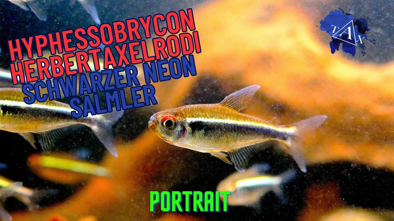 SCHWARZER NEON Salmler I Hyphessobrycon herbertaxelrodi I TAX