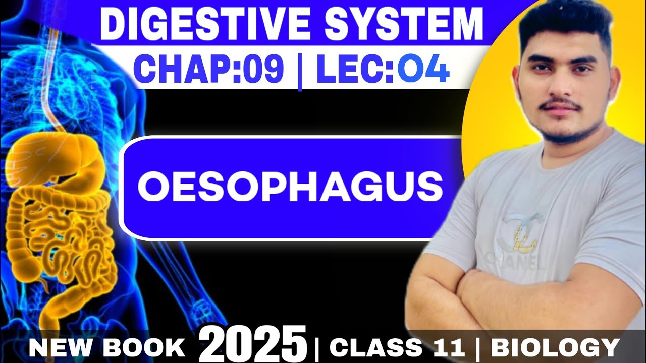 Oesophagus | Class 11th biology | New book Chapter 09 human digestive system 