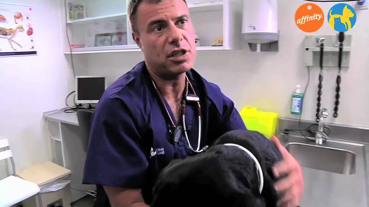 El veterinario responde - El microchip - Más que perros y gatos 1 | Fundación Affinity