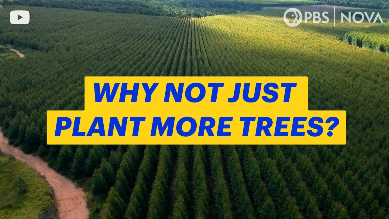 Why Just Planting Trees Won&rsquo;t Save the Planet | NOVA | PBS