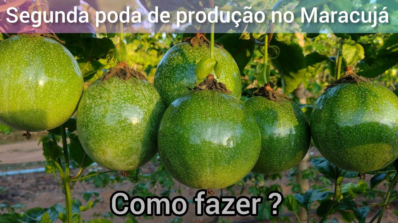 Segunda poda de produção no Maracujá, como fazer ? ( Parte 2 ) #agro #nature  #agriculture