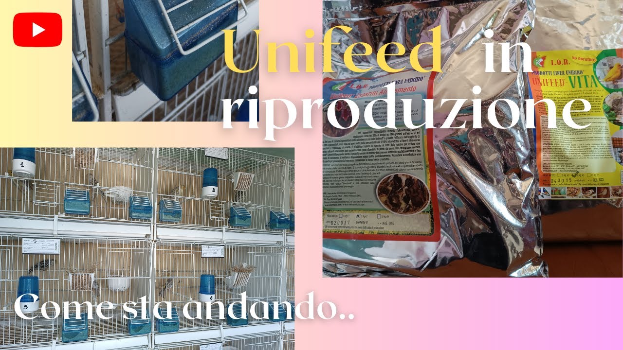 Aggiornamento unifeed durante la riproduzione. Vediamo come sta andando!