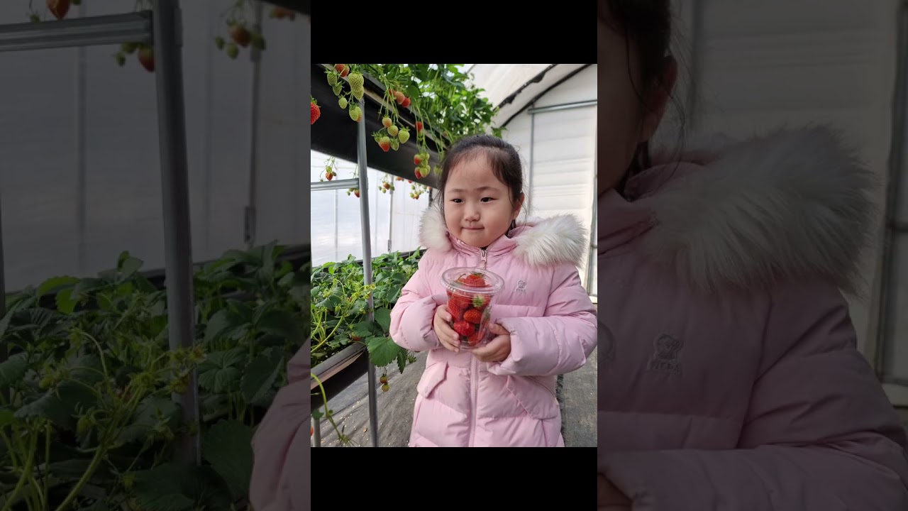 늦둥이 현서  딸기따기 체험농장 방문