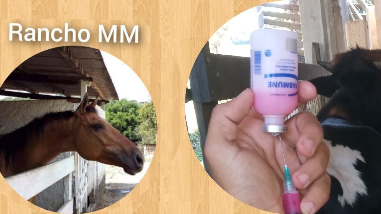 Vacinando a Tropa com Rabmune , para prevenção de Raiva 🤠🙌.