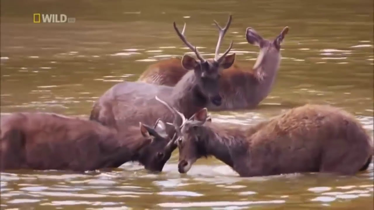 Wild Thailand Documentary 2017