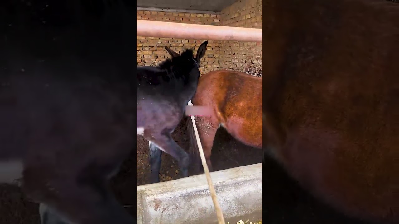 Funniest Donkey Ever Donkey Training the fun way 2576