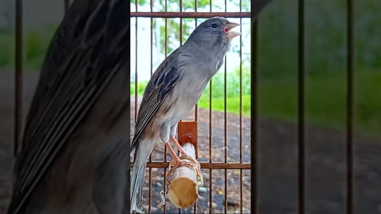Masteran kenari gacor #kenarigacor #pancingankenari #suarakenari #canary #canario #birdslover #short