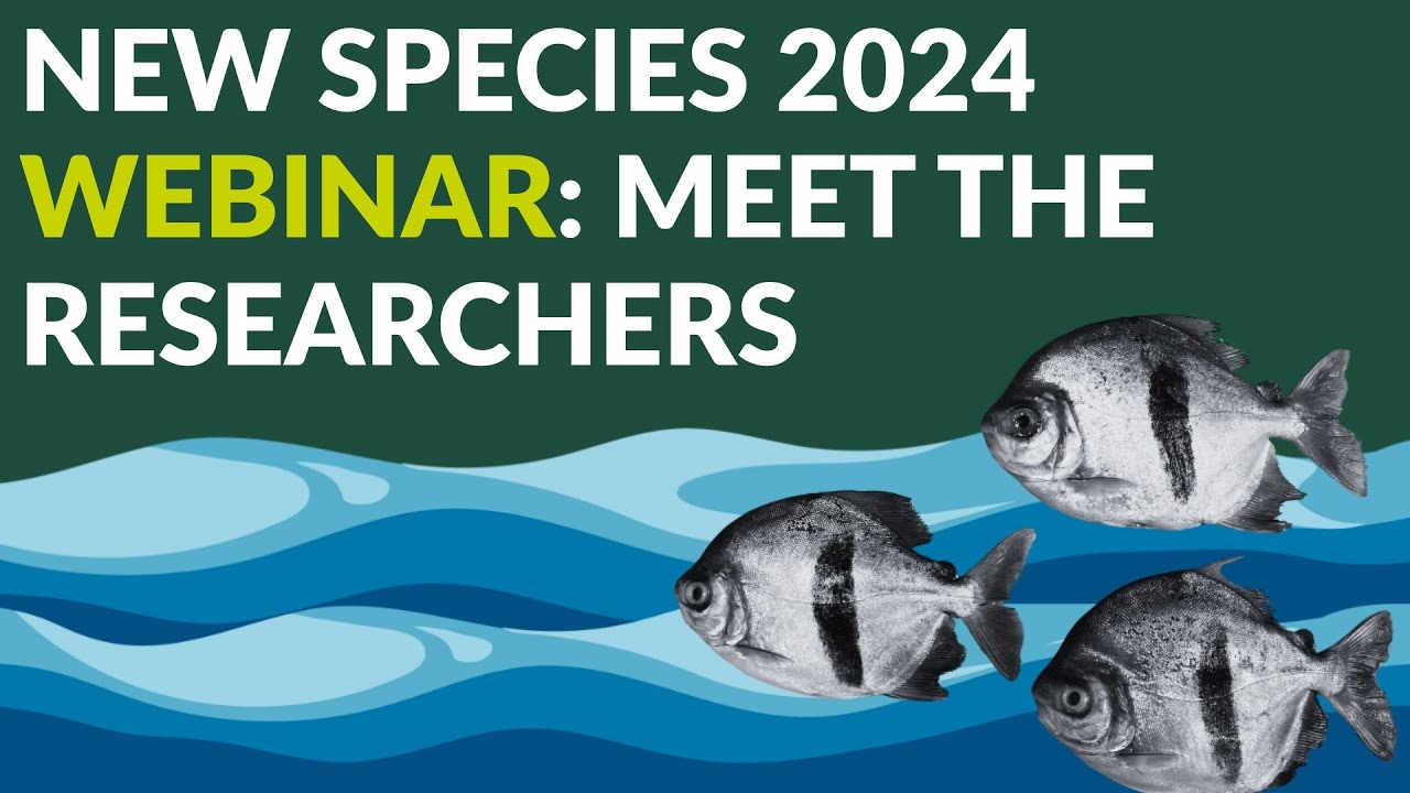 New Species 2024: meet the researchers – webinar