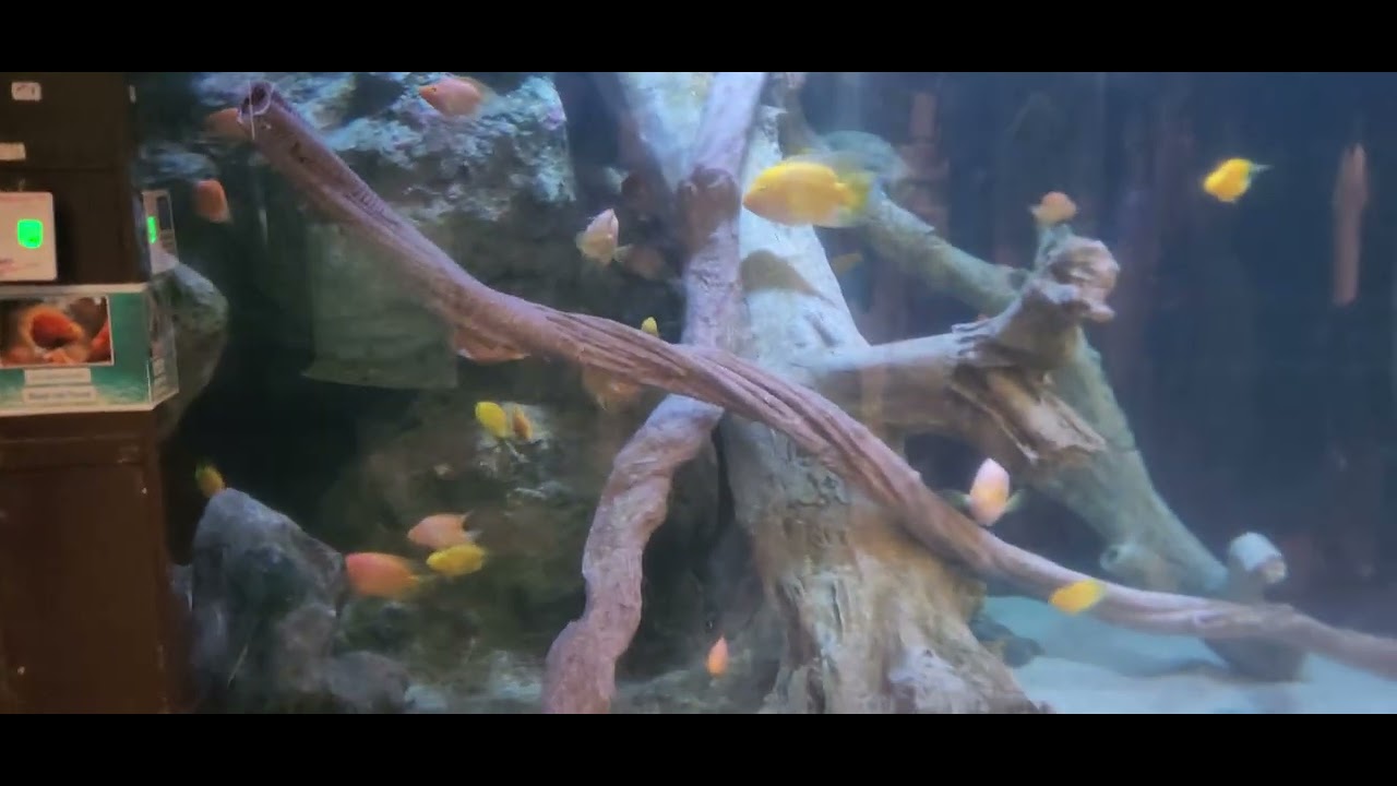 See Underwater World Pattaya part one.
