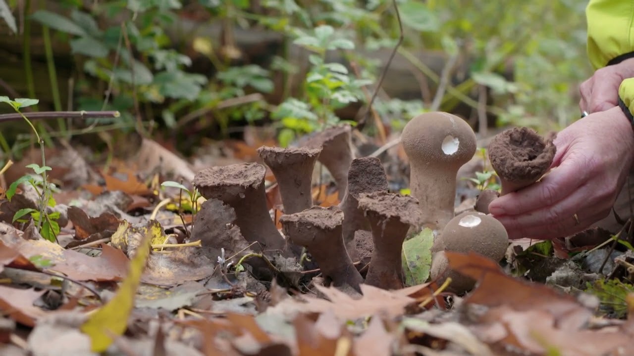 De Wilde Stad - Paddenstoelen