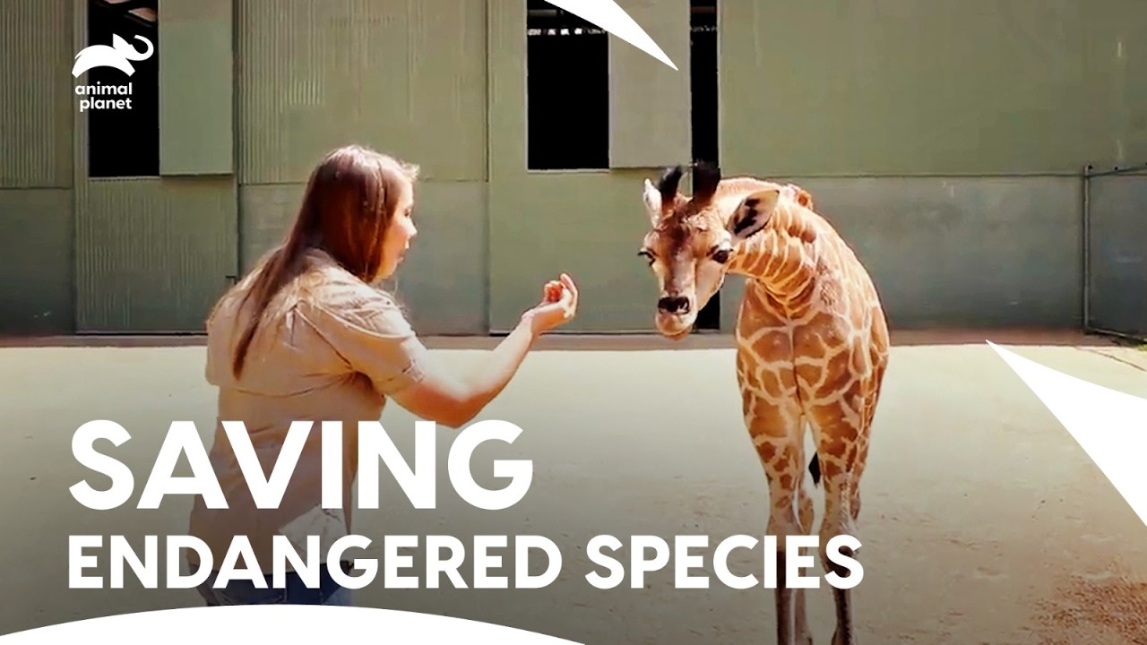 Irwin's Team Rescuing Baby Kangaroo and Wombat | Crikey! It's The Irwins s1 ep8,2,5,1| Animal Planet