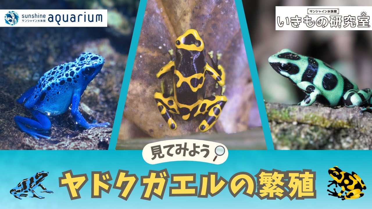 【解説】「いきもの研究室！ヤドクガエルの繁殖」【サンシャイン水族館】