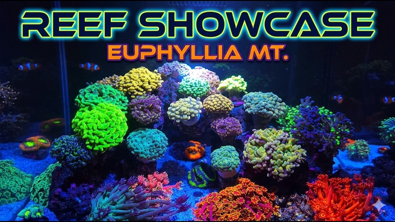 LPS Domination! Nano Reef - Water Box 15P
