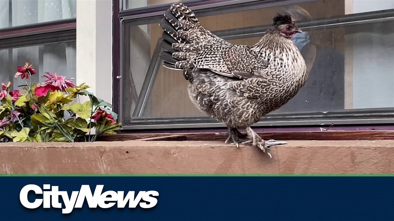Lost chicken found at Vancouver seniors home