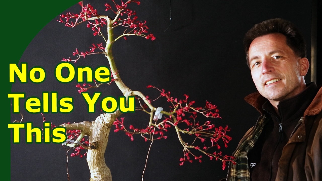 Bonsai Spring Work to Reduce Pruning Scars - (Japanese Maple and Elm especially)