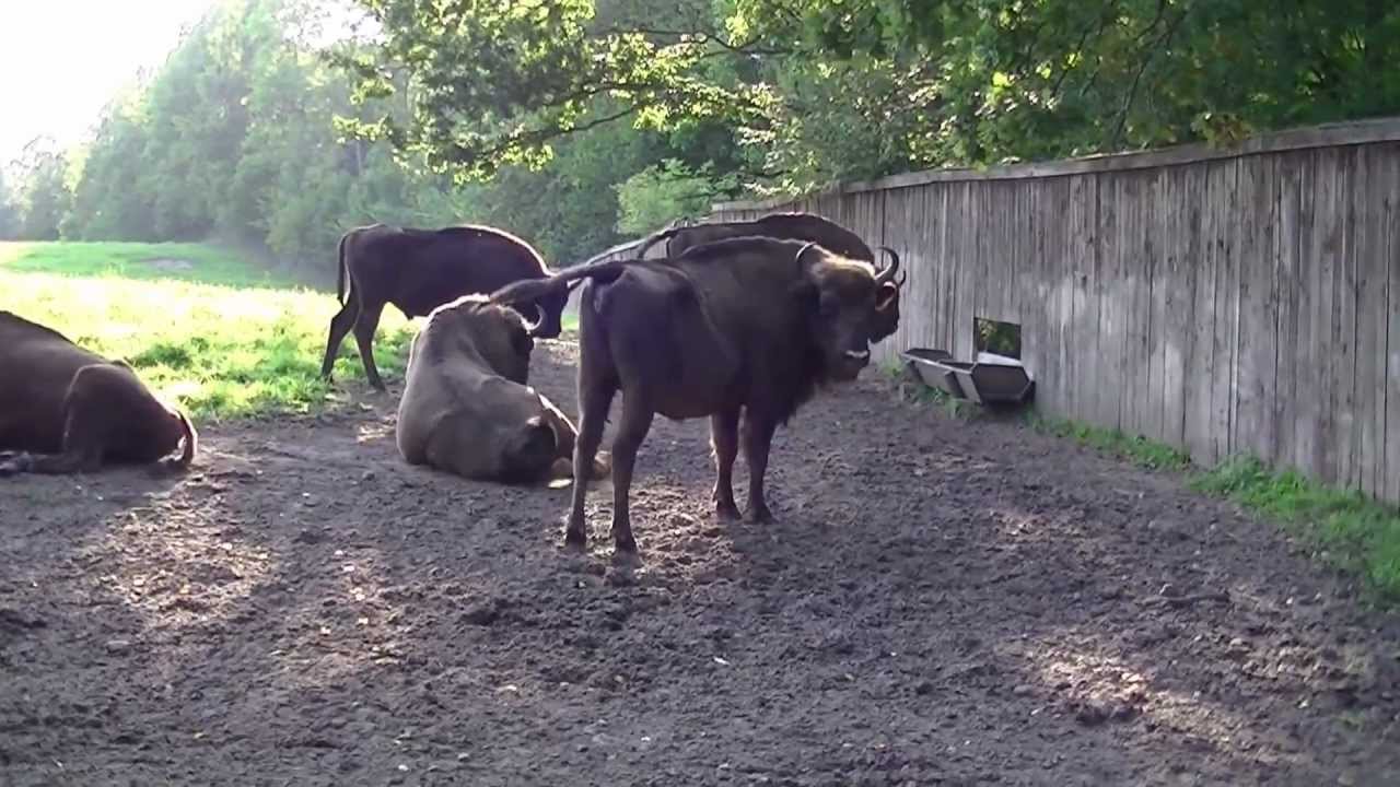 Żubry w Wolisku na Mazurach