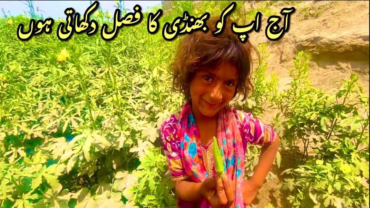 Visit To Okra Crop In Larkana city Sindh pakistan || my routine آج اپ کو بھنڈی کا فصل  دکھاتی ہوں