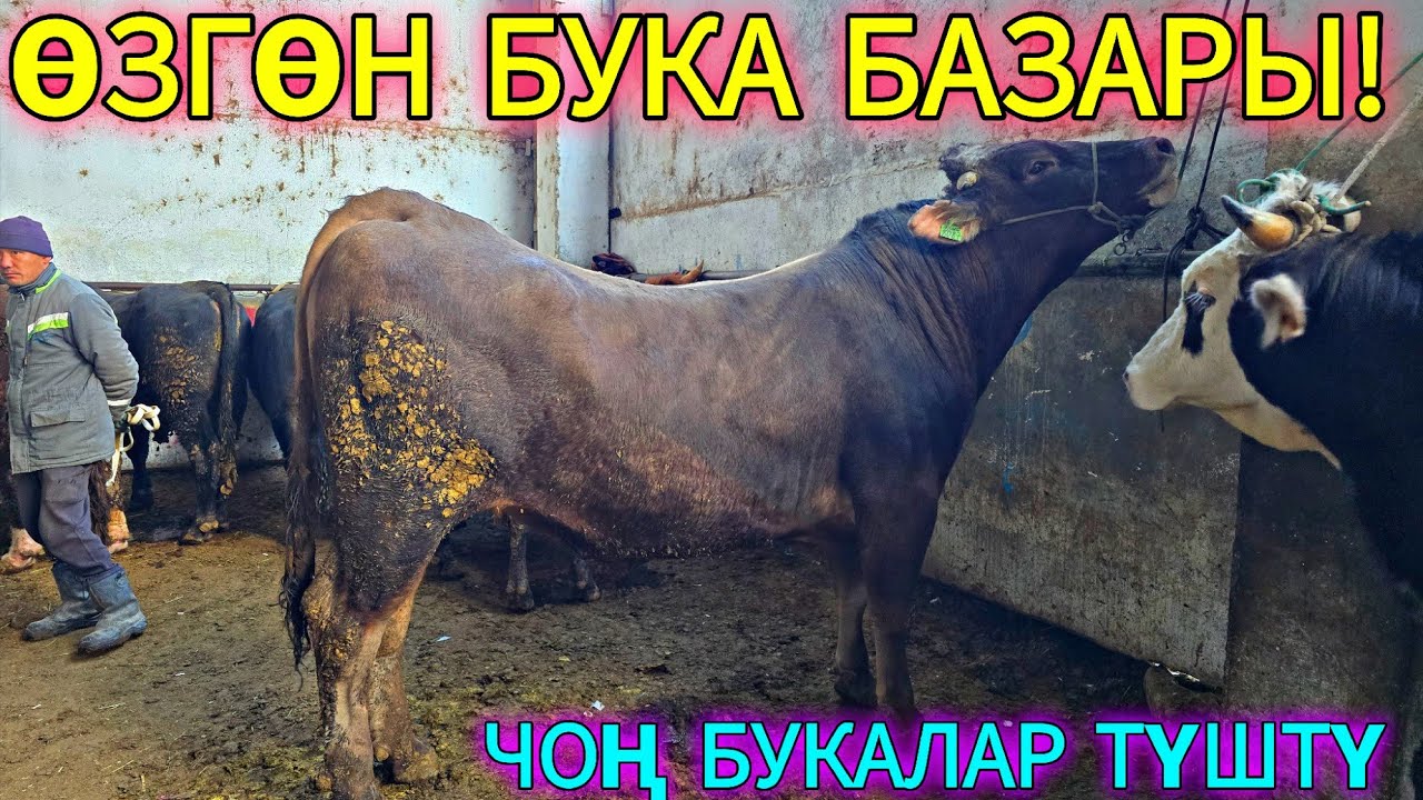 БУКА БАЗАР КАЙНАДЫ 🤯 #байтв 