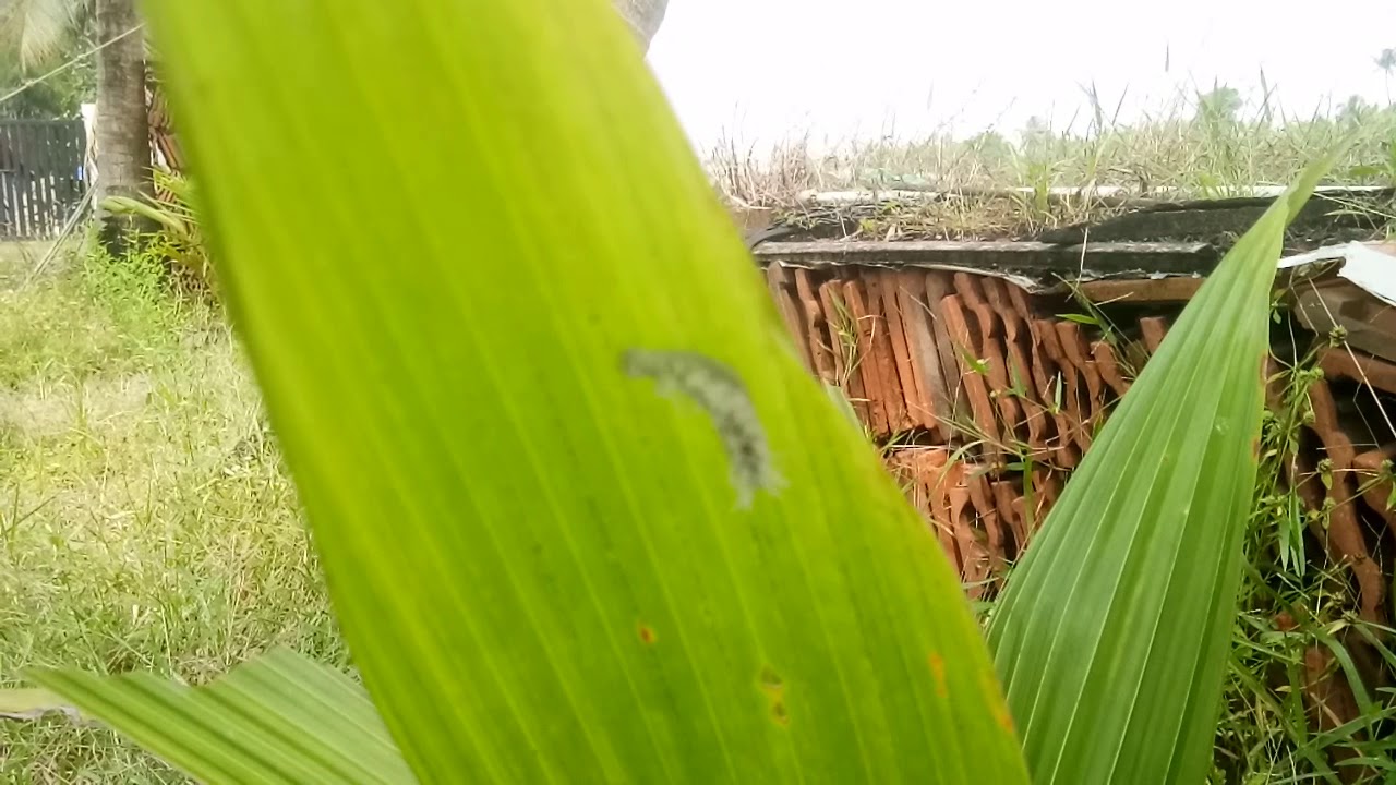 Nature observation |  Caterpillar life