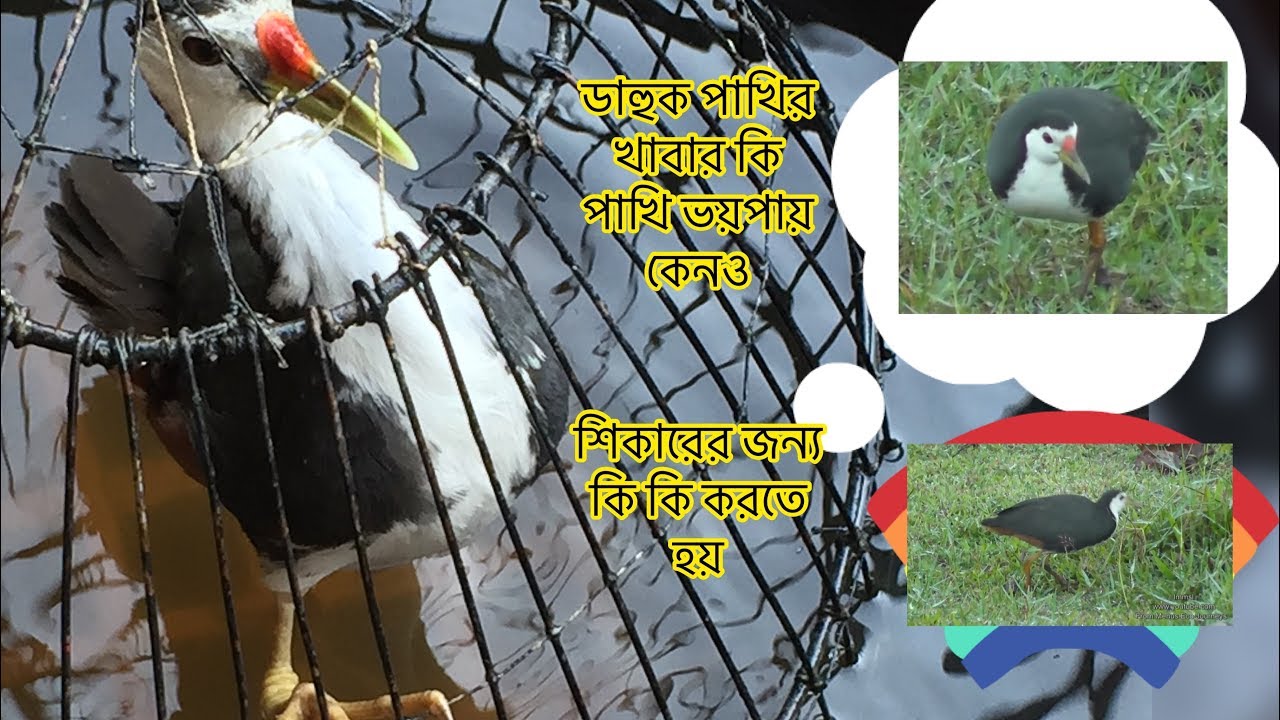 ডাহুক পাখির খাবার কি । পাখি ভয় পায় কেনও ।ডাহুক পাখির শিকার করতে কি লাগে । বাহিরে নিলে পাখি ডাকে না
