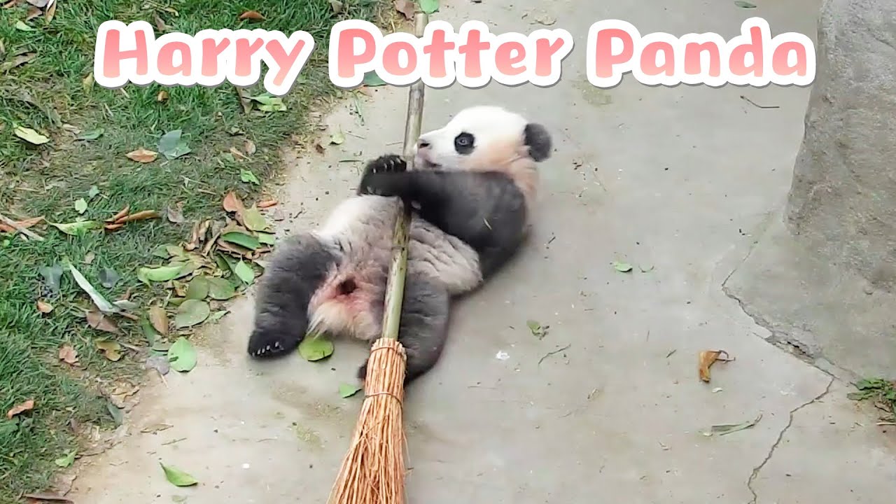 Panda Wants To Be Harry Potter | iPanda