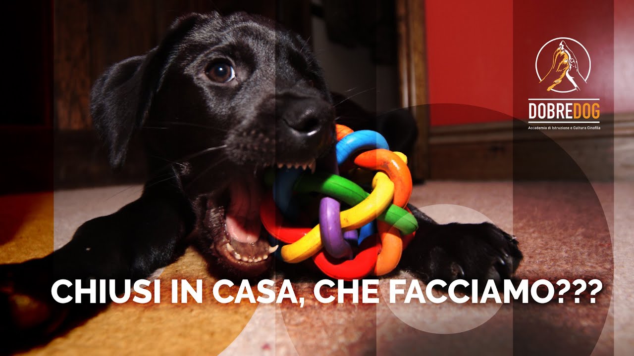 CHIUSI IN CASA! CHE FACCIAMO?!