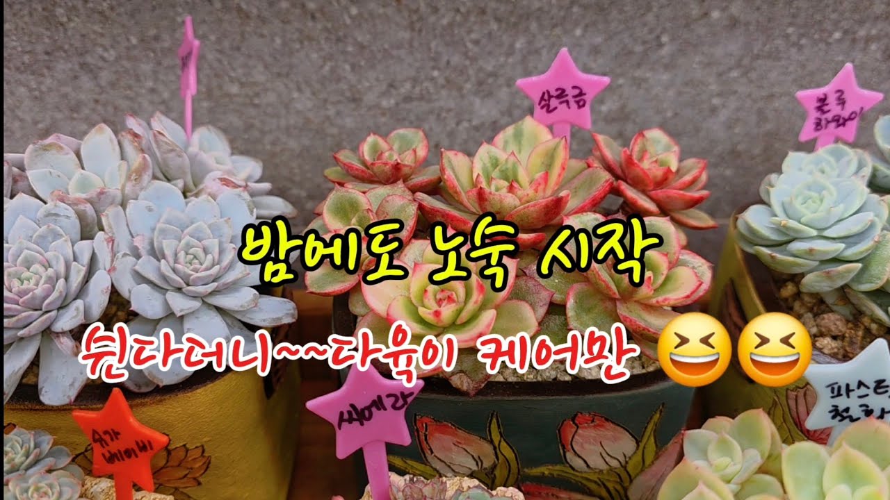 이틀동안 다육이 쳐다만 보려구 했는뎅 ㅋ