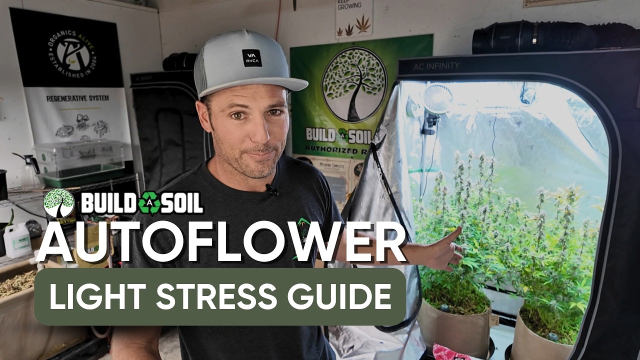 BuildASoil: Day 64 Flower// Autoflower Light Stress Guide