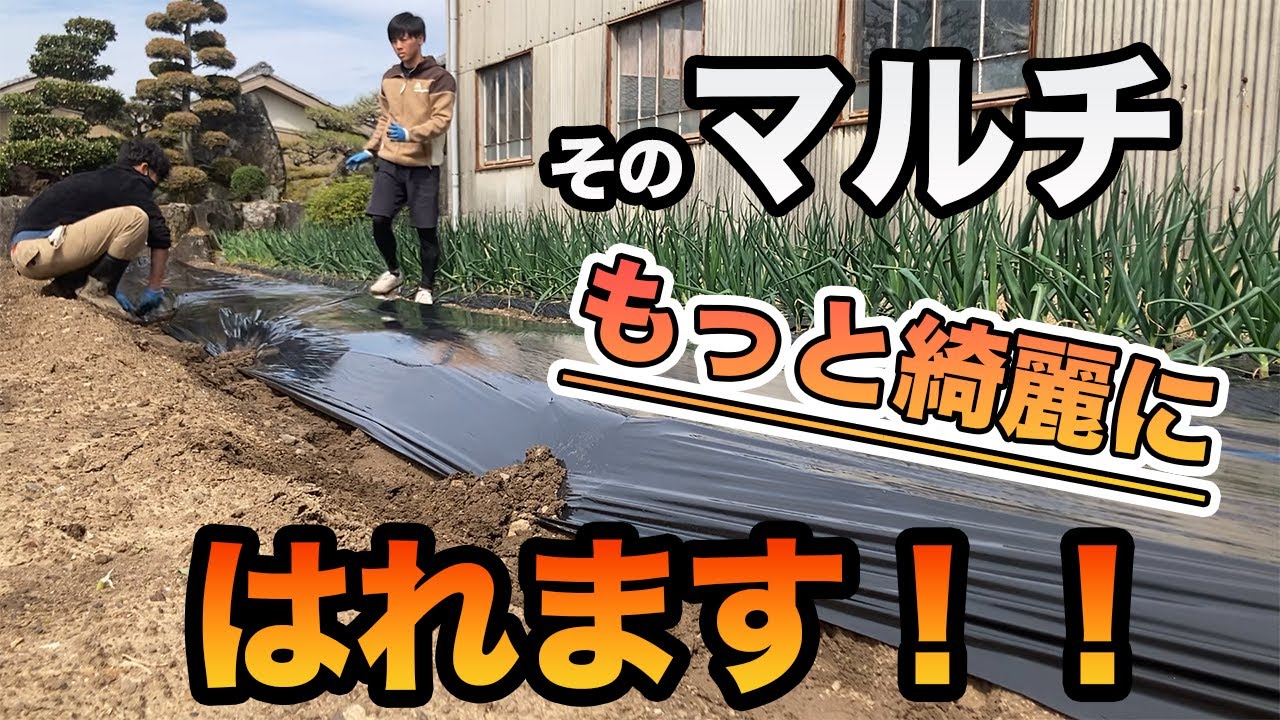 マルチの正しい貼り方【家庭菜園】