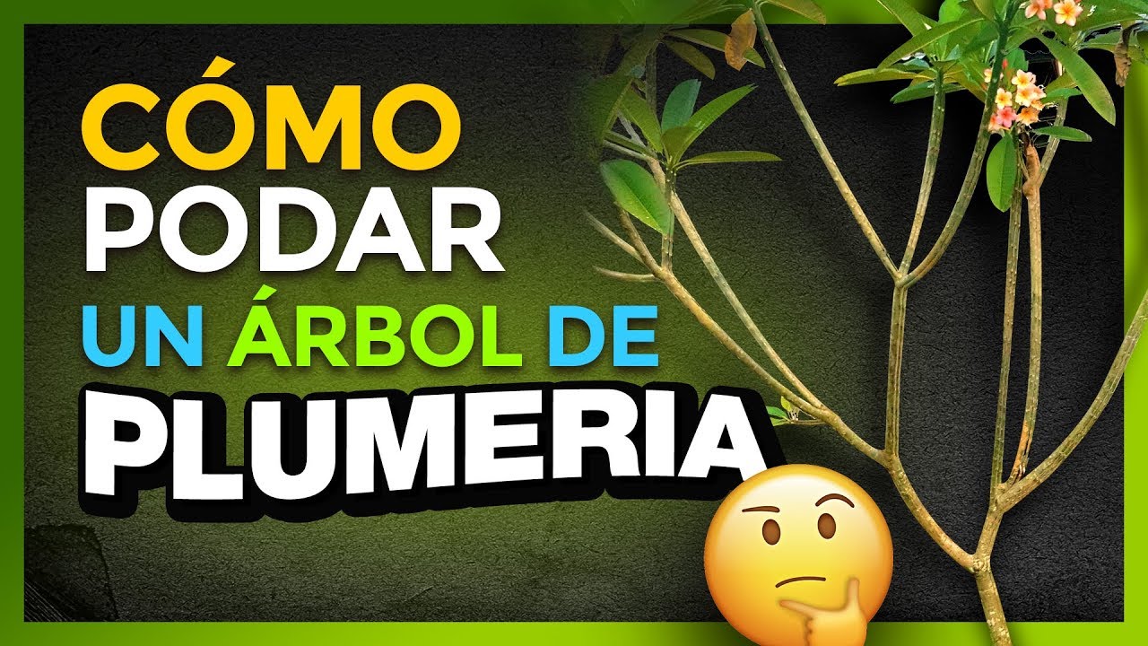 ✂️ 👉 Cómo PODAR un ÁRBOL de PLUMERIA ADULTO 🤔🤔#plumerimax #podarplumerias