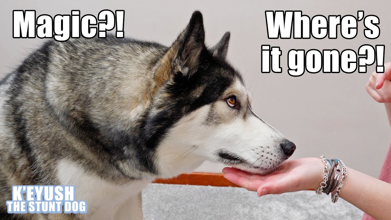 My Dog Reacts To MAGIC Trick! He Can't Believe His Eyes!
